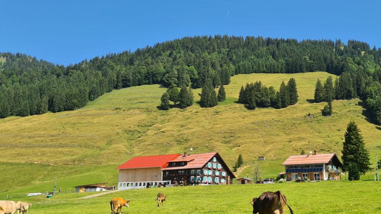 beim Kühe eintreiben beim Kühe eintreiben